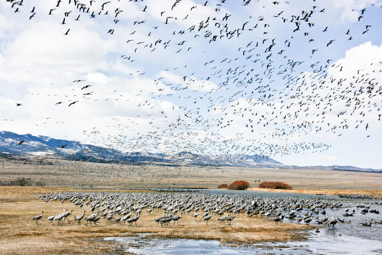 Monte Vista Crane Festival